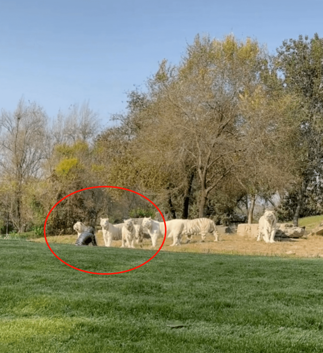 包含里程碑夜迈阿密热火防线松动；荷甲窗口期刷纪录；话题不断；医务组通报恢复的词条